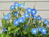 Morning Glory SEEDS (heavenly Blue ) FLOWERS VINE - Caribbean garden seed
