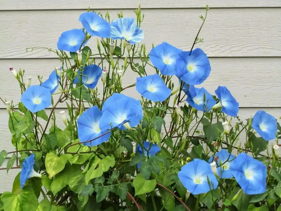 Morning Glory SEEDS (heavenly Blue ) FLOWERS VINE - Caribbean garden seed
