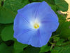 Morning Glory SEEDS (heavenly Blue ) FLOWERS VINE - Caribbean garden seed