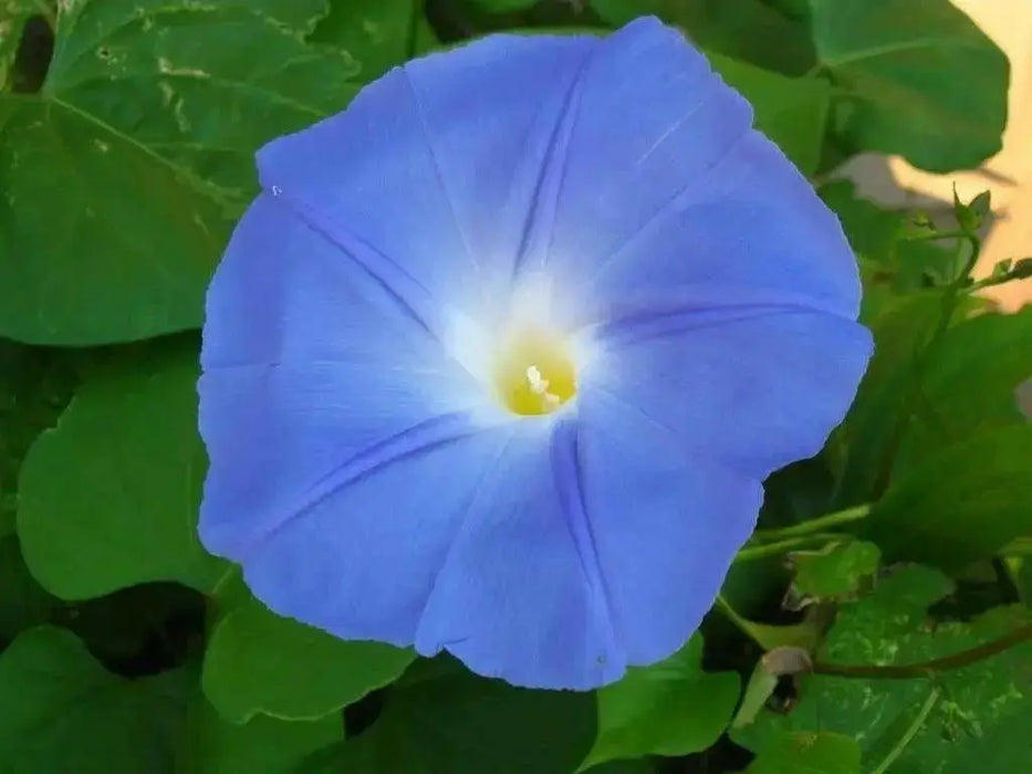 Morning Glory SEEDS (heavenly Blue ) FLOWERS VINE - Caribbean garden seed
