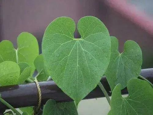 Moonseed Vine SEEDS, PERENNIAL FLOWERS - Caribbean garden seed