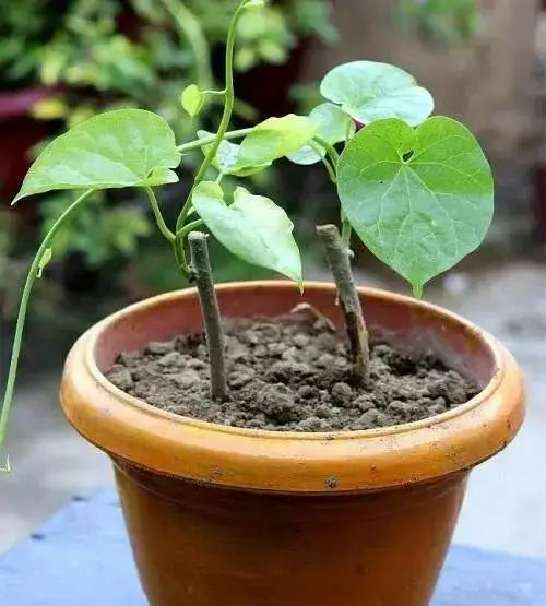 Moonseed Vine SEEDS, PERENNIAL FLOWERS - Caribbean garden seed