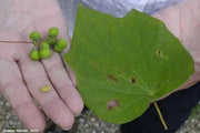 Moonseed Vine SEEDS, PERENNIAL FLOWERS - Caribbean garden seed