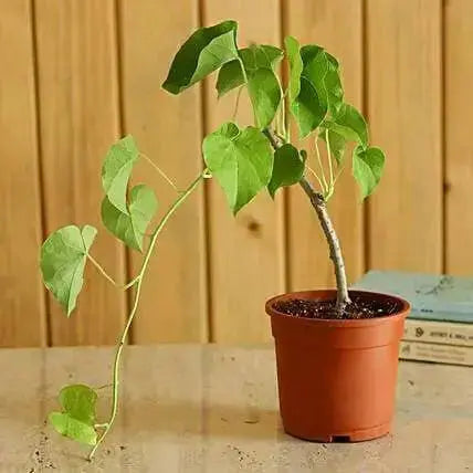 Moonseed Vine SEEDS, PERENNIAL FLOWERS - Caribbean garden seed