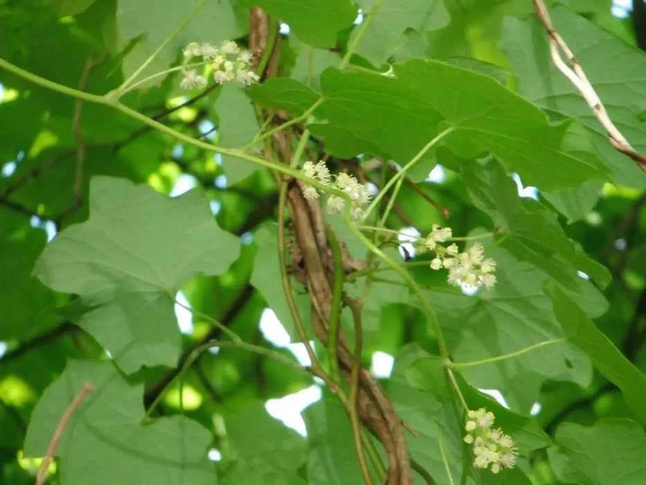 Moonseed Vine SEEDS, PERENNIAL FLOWERS - Caribbean garden seed