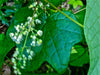 Moonseed Vine SEEDS, PERENNIAL FLOWERS - Caribbean garden seed