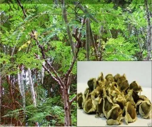 Moringa Seeds-Drumstick Tree.