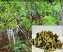 Moringa Seeds-Drumstick Tree.