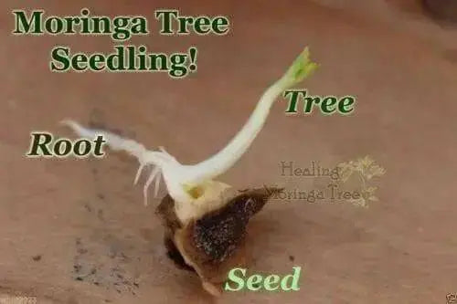 Moringa Seeds-Drumstick Tree.
