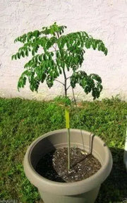 Moringa Seeds-Drumstick Tree.
