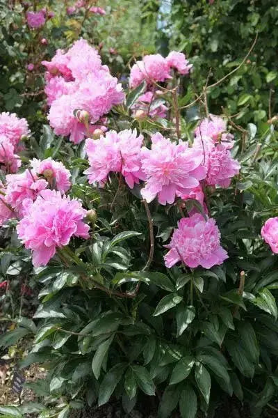 Monsieur Jules Elie Peony (Bareroots Plant) 3-4 Eyes, Perennial Shrub. - Caribbean garden seed