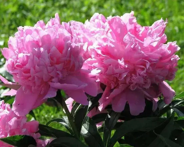 Monsieur Jules Elie Peony (Bareroots Plant) 3-4 Eyes, Perennial Shrub. - Caribbean garden seed