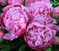 Monsieur Jules Elie Peony (Bareroots Plant) 3-4 Eyes, Perennial Shrub. - Caribbean garden seed