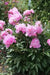 Monsieur Jules Elie Peony (Bareroots Plant) 3-4 Eyes, Perennial Shrub. - Caribbean garden seed