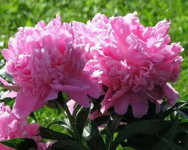 Monsieur Jules Elie Peony (Bareroots Plant) 3-4 Eyes, Perennial Shrub. - Caribbean garden seed
