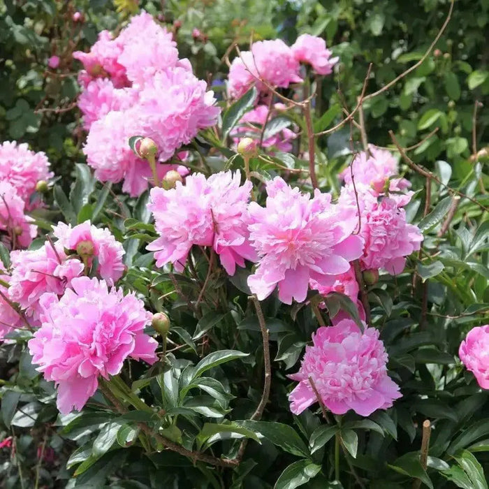 Monsieur Jules Elie Peony (Bareroots Plant) 3-4 Eyes, Perennial Shrub. - Caribbean garden seed