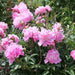 Monsieur Jules Elie Peony (Bareroots Plant) 3-4 Eyes, Perennial Shrub. - Caribbean garden seed