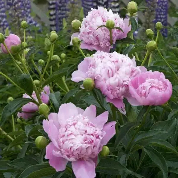 Monsieur Jules Elie Peony (Bareroots Plant) 3-4 Eyes, Perennial Shrub. - Caribbean garden seed
