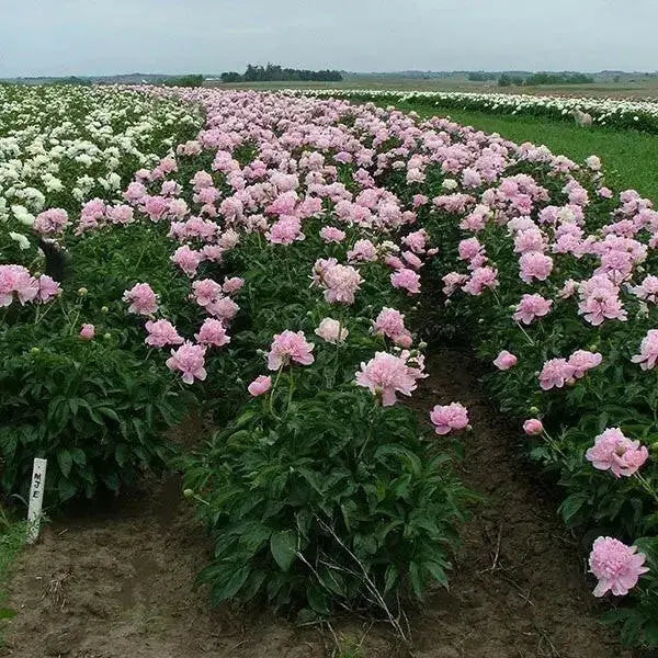 Monsieur Jules Elie Peony (Bareroots Plant) 3-4 Eyes, Perennial Shrub. - Caribbean garden seed