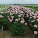 Monsieur Jules Elie Peony (Bareroots Plant) 3-4 Eyes, Perennial Shrub. - Caribbean garden seed