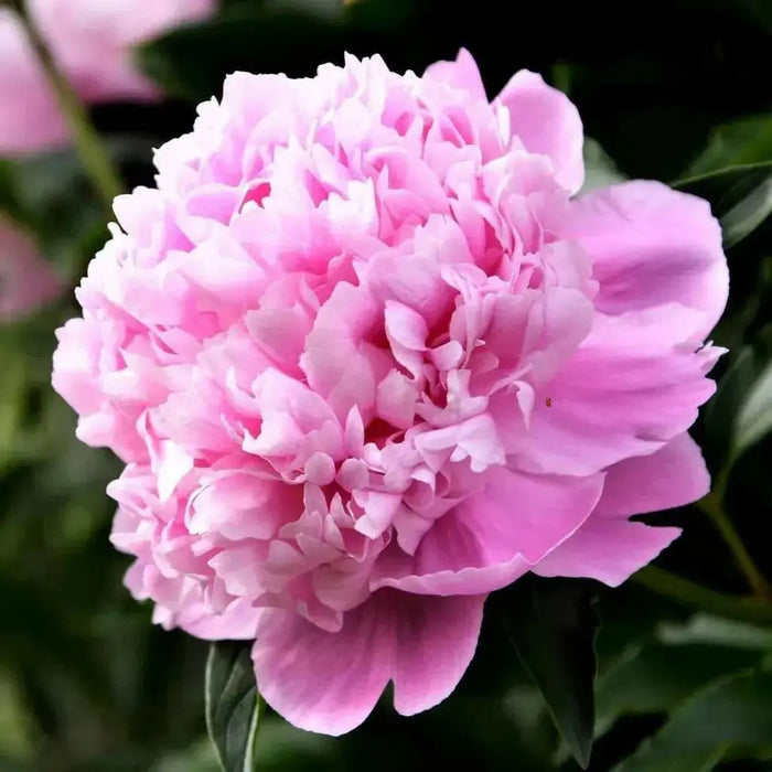 Monsieur Jules Elie Peony (Bareroots Plant) 3-4 Eyes, Perennial Shrub. - Caribbean garden seed