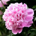 Monsieur Jules Elie Peony (Bareroots Plant) 3-4 Eyes, Perennial Shrub. - Caribbean garden seed
