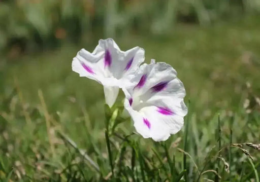 Morning Glory Seeds - Shiva (Ipomoea Purpurea Shiva)  Flowers Vine, Great For, adorn fences, trellis, arches, and walls!  ! - Caribbean garden seed