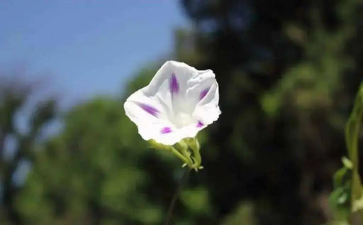 Morning Glory Seeds - Shiva (Ipomoea Purpurea Shiva)  Flowers Vine, Great For, adorn fences, trellis, arches, and walls!  ! - Caribbean garden seed