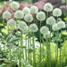 Mount Everest Allium  ,Perennial Bulbs - Caribbean garden seed