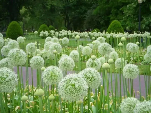 Mount Everest Allium  ,Perennial Bulbs - Caribbean garden seed