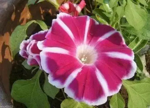 Morning Glory Seeds Japanese Rosita Morning Glory (Ipomoea Nil Rosita) 10 Seed ! - Caribbean garden seed