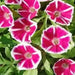 Morning Glory Seeds Japanese Rosita Morning Glory (Ipomoea Nil Rosita) 10 Seed ! - Caribbean garden seed