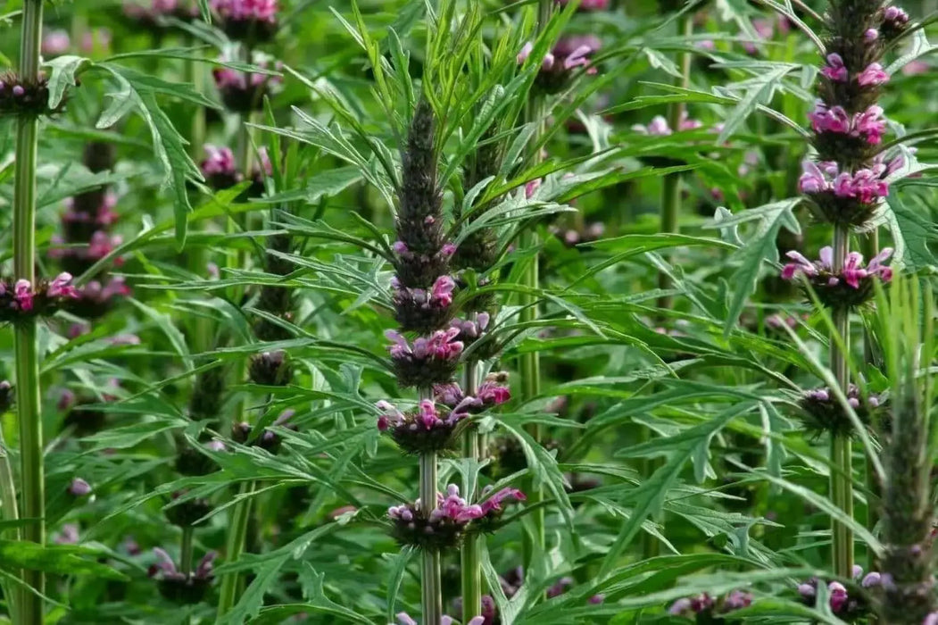 Motherwort Flowers/Herb seeds - Caribbean garden seed