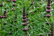 Motherwort Flowers/Herb seeds - Caribbean garden seed