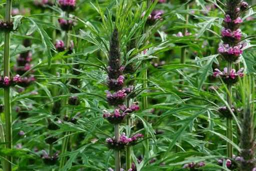 Motherwort Flowers/Herb seeds - Caribbean garden seed
