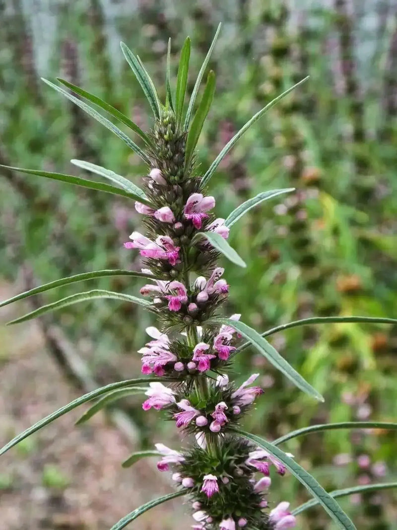 Motherwort Flowers/Herb seeds - Caribbean garden seed
