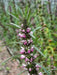 Motherwort Flowers/Herb seeds - Caribbean garden seed