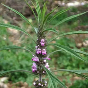 Motherwort Flowers/Herb seeds - Caribbean garden seed