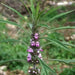 Motherwort Flowers/Herb seeds - Caribbean garden seed