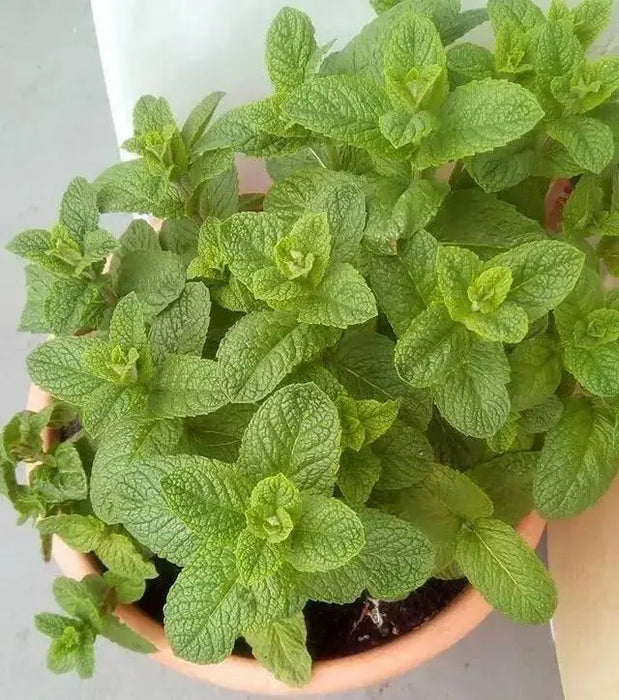 MOROCCAN Mint (live starter plant) ORGANIC HERB - Caribbean garden seed