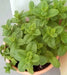 MOROCCAN Mint (live starter plant) ORGANIC HERB - Caribbean garden seed