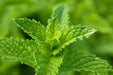 MOROCCAN Mint (live starter plant) ORGANIC HERB - Caribbean garden seed