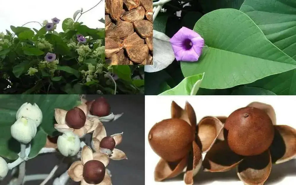 Morning Glory Seeds, Hawaiian baby Woodrose, PERENNIAL FLOWERS VINE - Caribbean garden seed