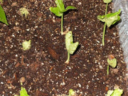 Morning Glory Seeds, Hawaiian baby Woodrose, PERENNIAL FLOWERS VINE - Caribbean garden seed