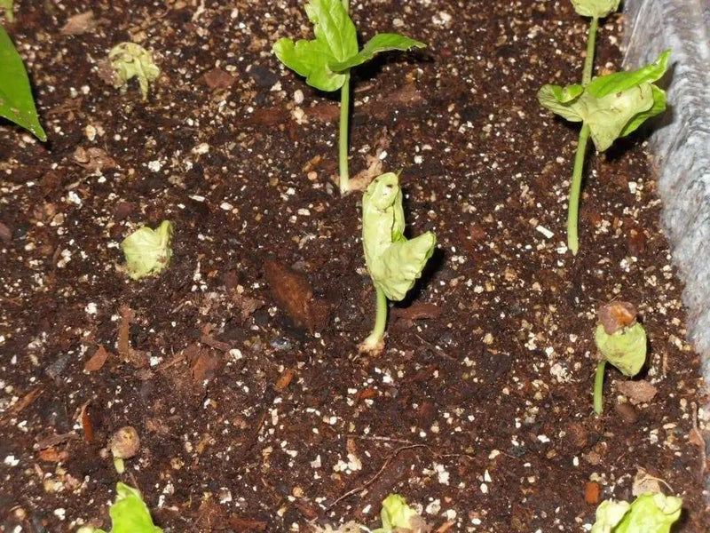 Morning Glory Seeds, Hawaiian baby Woodrose, PERENNIAL FLOWERS VINE - Caribbean garden seed