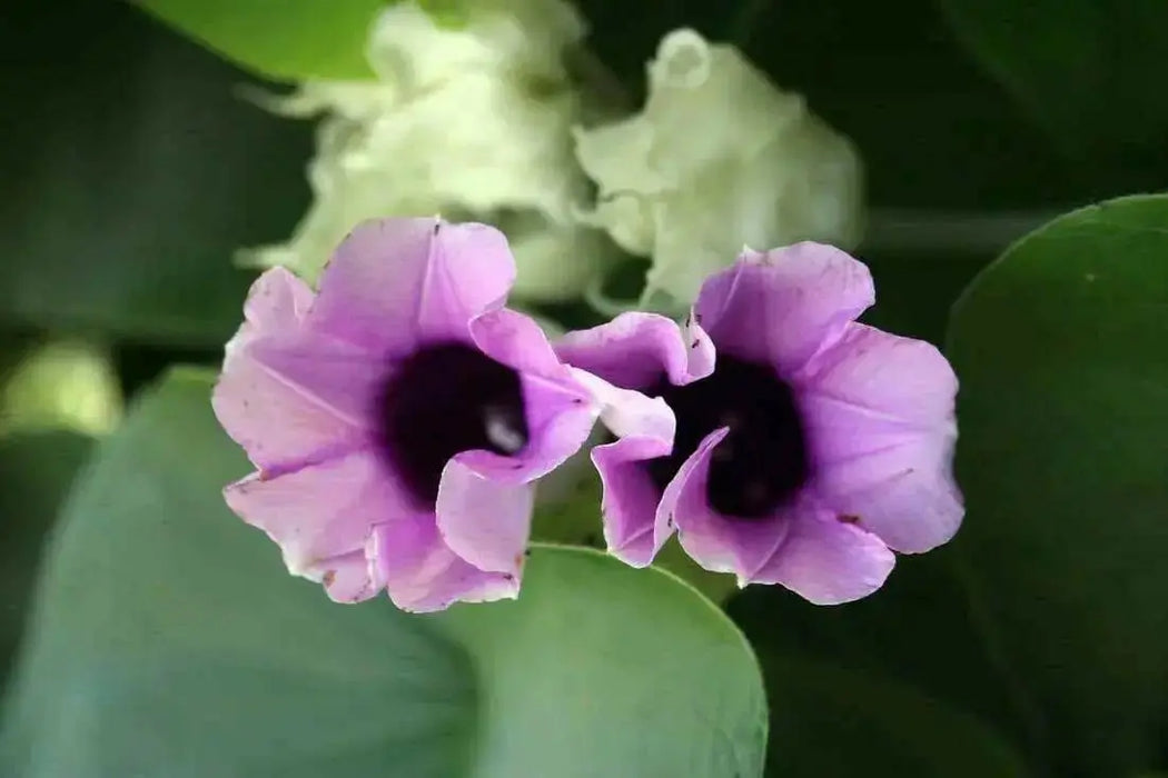Morning Glory Seeds, Hawaiian baby Woodrose, PERENNIAL FLOWERS VINE - Caribbean garden seed
