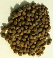 Morning Glory Seeds, Hawaiian baby Woodrose, PERENNIAL FLOWERS VINE - Caribbean garden seed