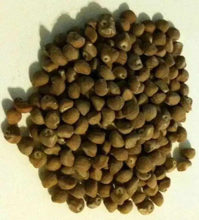 Morning Glory Seeds, Hawaiian baby Woodrose, PERENNIAL FLOWERS VINE - Caribbean garden seed