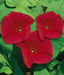 Morning Glory Seeds -Scarlet O'Hara, SEEDS- AAS Flower Award Winner ! - Caribbean garden seed