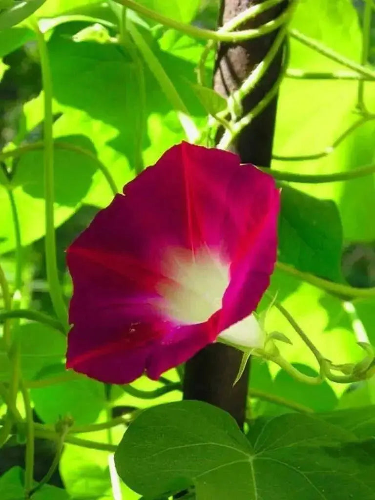 Morning Glory Seeds -Scarlet O'Hara, SEEDS- AAS Flower Award Winner ! - Caribbean garden seed